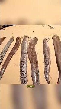 High seas fishing: effort, losses and a big final surprise #shortvideo #shorts