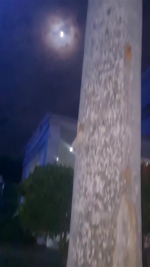 How to Plant Royal Palm #plants #royalpalm #seedling #gardeningtips #nature #jkmfilms | Jade Kenneth Mausisa