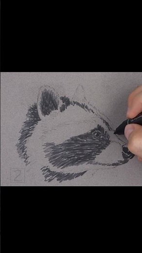 Raccoon Sketch (Pen and Markers)