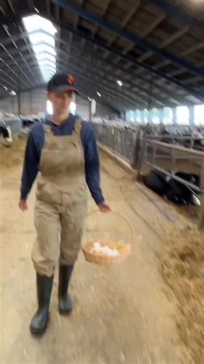 38K views · 773 reactions | Farm Girls Collect Cows Eggs | Jason & McGrath | Facebook