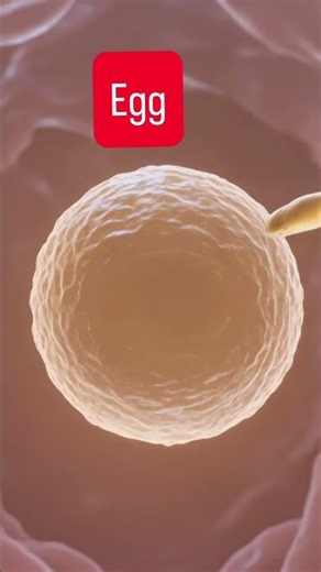 Process of fertilization #shanthigynec