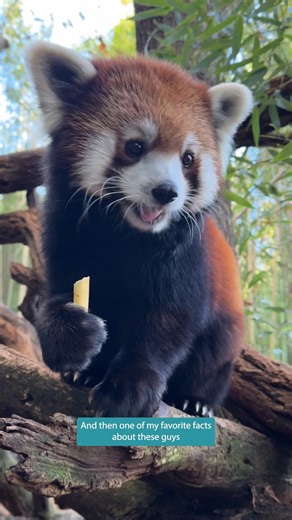 40K views · 2.3K reactions | We're red-y for International Red Panda Day with Mei Lee, Bo and Zookeeper Claire! ❤️  Stop by the red panda habitat today (9/20) from 10 am - 2 pm for themed activities, prizes and hands-on fun as we celebrate the day! | Nashville Zoo | Facebook