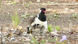 Baby Red-wattled Lapwing (Vanellus indicus) and mom, hatching eggs in nest.