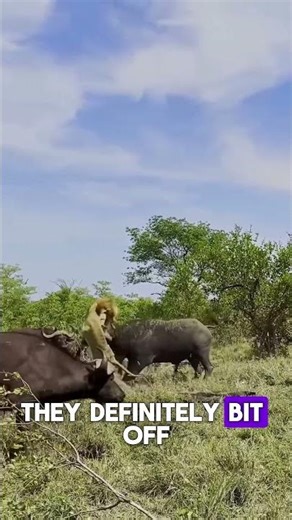 The Hunter Becomes the Hunted! #animals #wildlife #lion #buffalo