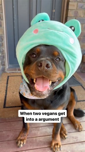 Cute doggy dad jokes are the best ❤️🐻 Rottweiler Beau Voice over and mentor: @officialbaddaddy 😍 #dadjokes #dadjokesdaily #funnydogvideos #rottweiler #rottweilerlife #rottweilerpuppy #fblifestyle | Rottweiler Beau
