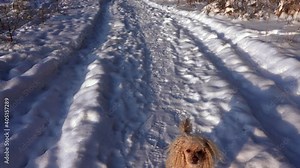 The poodle comes running, listens carefully to the owner, and runs away along a snowy winter path