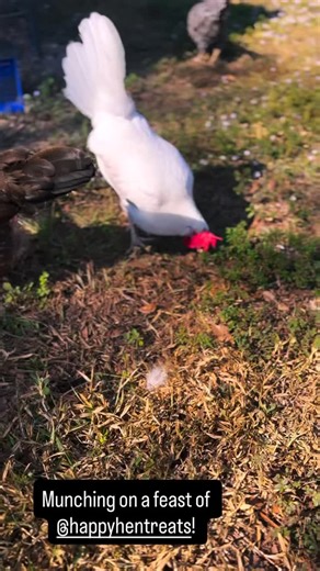 The girls got their Thanksgiving feast with plenty of @happyhentreats meal worms! #herbalhenhouse #backyardchickens #chickens #chickentenders | The Herbal Henhouse Co.