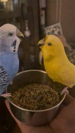 Hens Budgerigar Heated conversation (Melopsittacus Undulatus) #birds #parrot #pets