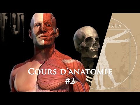 Comment utiliser l' anatomie pour dessiner le corps humain? #2