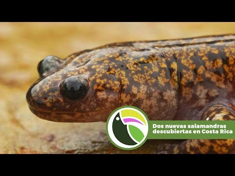 We're in the tropics: Two new salamanders discovered in Costa Rica