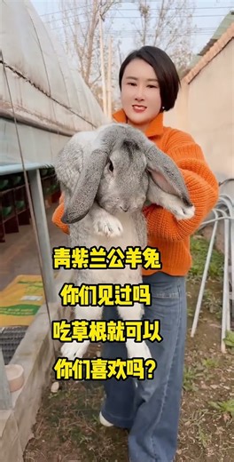 青紫兰公羊兔，这只兔吃草就饱？太神奇了 #家有萌宠小可爱 #有趣的动物 #记录可爱的动物 #公羊兔