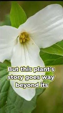The Magic of the Great White Trillium: Ecology, History, & Conservation