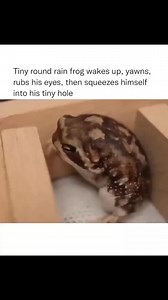 216K views · 2.7K reactions |  Credit: @frog #frogcute #frog #froggy #frogs #froglife | Froggle | Facebook