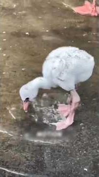 Flamingos have unique way of finding food. #facts #animls