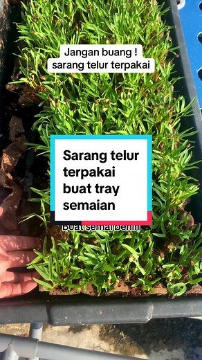 Reuse and Recycle: Creative Ways to Use Egg Trays for Aquaponics and Hydroponics