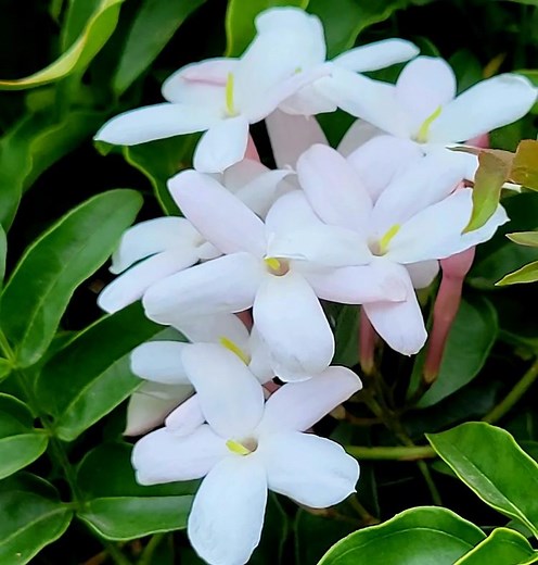 Pink Jasmine Flower [Care, Meaning & Uses]