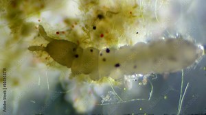 Insect Nymph 100x Microscope View. Insect is tangled on moss sample. Stock Video