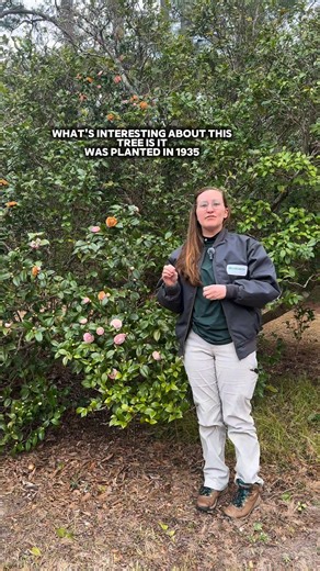 Outgrow. Out bloom. Outshine. This camellia japonica ‘Pink Perfection’ has been here since 1935 — weathering seasons, change, and time itself. A true survivor. #BrookgreenGardens #HistoricGardens #PlantStories | Brookgreen Gardens
