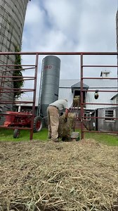 16K views · 476 reactions | ONLY IN THE ISLANDS-A daily look at life...