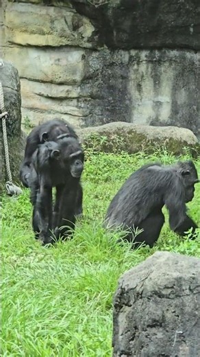 Chimpanzee/Pan troglodytes/Taipei Zoo