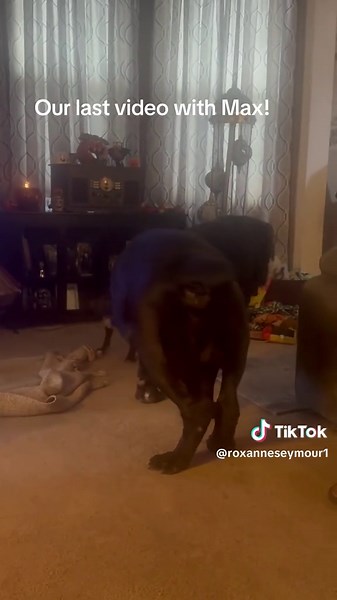 This is the last video we took of Max. It was 24 hours before he passed away. He had a great day so to lose him was a huge shock to us. There is not a minute that goes by that we don’t think about him or wish he was here. We waited a year for him to be a part of our family and now we mourn the last day we held him in our arms. Love you our big boerbuska! #restinpeace #rainbowbridge🌈