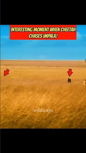 impala vs cheetah: but why..