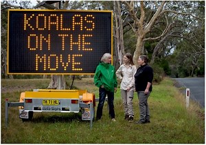 Southern Highlands Koala Conservation Project