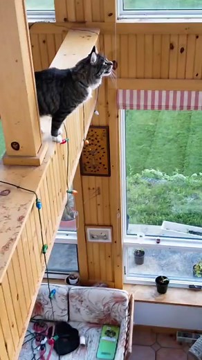 bird vs my crazy ass cat🤦🏼‍♀️ #mainecoon #fyp #foryourpage #crazycat #catsoftiktok #clumbsy #9liveschallenge #cats