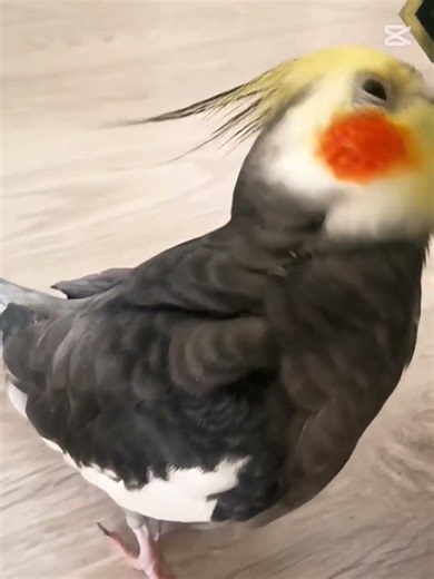 TRILLIUM HARDTEKK Tommy🧤📸◼️ #cockatiel #cockapoo #birds #parrot #cute #edit #trending #animals #pets