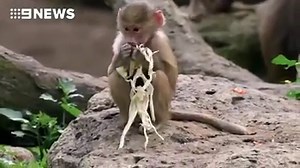 2.8K views · 20 reactions | WATCH: After fracturing her elbow during some rough and tumble with mates, 7-month-old Baby-H is showing everyone she's bounced back and ready to play at Melbourne Zoo  @ZoosVictoria #9News | 9 News Melbourne | Facebook