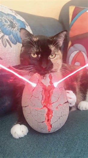 si se pelean con migo se pelean con mi gata 👁️👄👁️