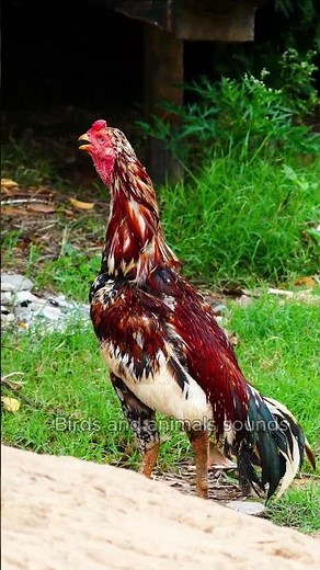 wildlife, rooster crowing compilation #rooster