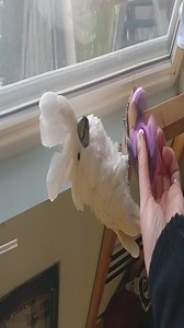 4.1K views · 29 reactions | I know it's not arachnorelated, but I couldn't stop laughing at the way Bailey the cockatoo reacted to this fidget spinner. Credit and permission goes to my friend Killian and her Bailey. | Spidder | Facebook