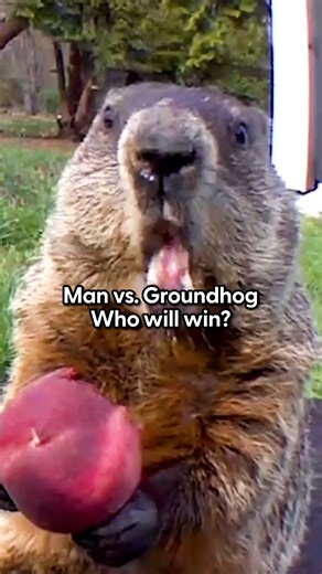 447K views · 8.5K reactions | Groundhog caught on camera smugly...