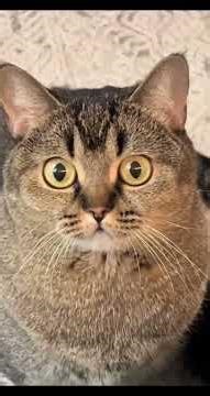Why Cats Freak Out Over Shadows 😱🐱 Hidden Instinct Explained | #Shorts