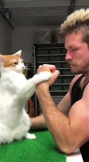 Chaotic Cats: Arm Wrestling & Fails Compilation #cat #funny #shorts