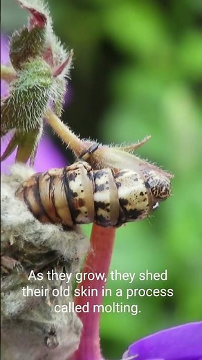 Caterpillar: Nature's Wonder