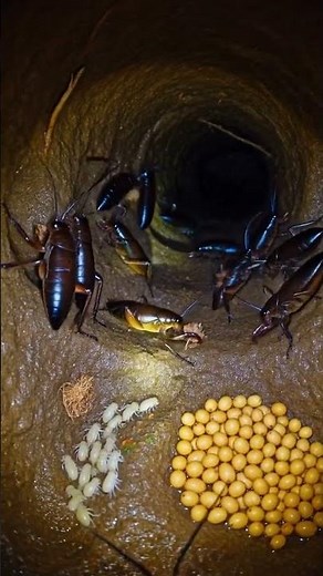 Undercover Insect: Inside the Mysterious Underground Tunnel! 🦗🎥 #insectlife #wildlife #macroworld