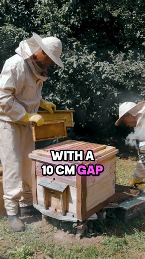The 1947 Trick: Splitting a Swarm in Just 10 CM! #beekeeping #eternasystem #beekeepingscience