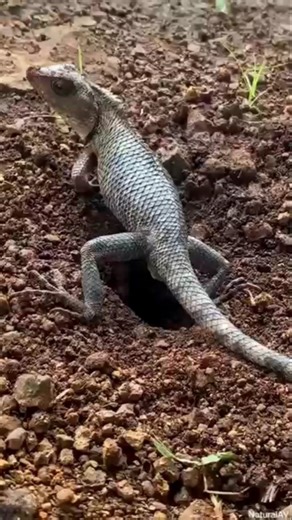 Lizard lay the Eggs #facts