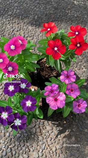 Discover the Beauty of Vinca Flowers for Your Garden
