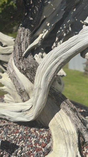 275 reactions · 9 comments | Buttonwood, Conocarpus erectus, in the garden today! | Wigert's Bonsai Nursery | Facebook