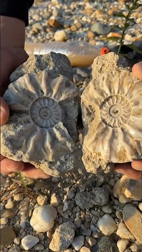 A 100-Million-Year-Old Ammonite Hidden Inside Stone 🐚