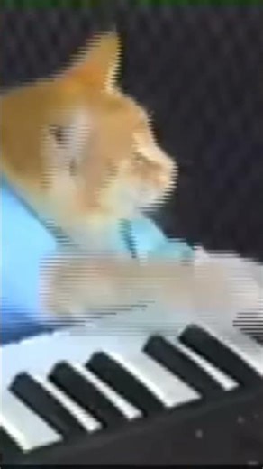 Keyboard Cat is the best (Meme Reset)