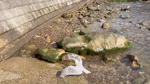 We have so many release videos to share with you all from this last week. This week we have released 212 gulls!!! Yes, you did read that right - 212! All successfully through rehab and back in the wild. We have been releasing along the coastline between Saltburn and Scarborough. Here is a group being released at Scarborough, Scalby Mills 💗 Brings happy tears to our eyes, all these releases - a result of so much hard work. Gull releases are one of our favourites 💗 Note. The adult gull is an exc