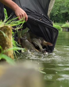 1.1K views · 15 reactions | The Ultimate Shallow Rig – Jigger Float...