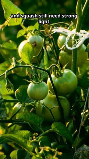 Summer Crops for Morning Sun