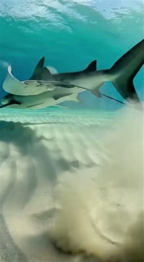 Sneaky Stingray's Counterattack #Stingray #SharkEncounter #OceanDrama