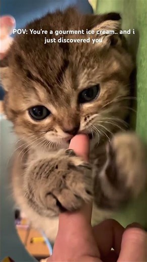 I can’t deal with this cuteness 😭 #gatos #catshorts #cat #catvideos