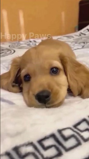 “Cute Barking Puppy 🐾 | Heartwarming Sounds”
